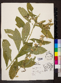 Solidago buckleyi image