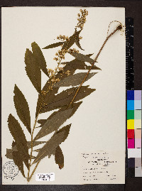 Solidago buckleyi image