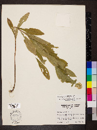 Solidago buckleyi image