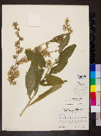 Solidago buckleyi image