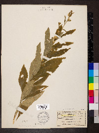 Solidago buckleyi image