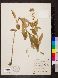 Solidago buckleyi image