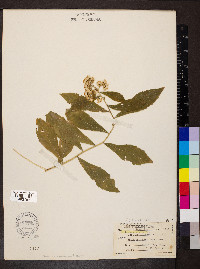 Solidago buckleyi image