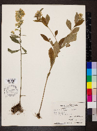 Solidago buckleyi image