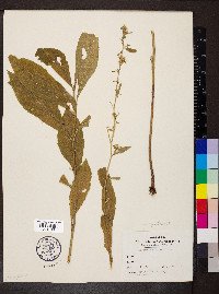 Solidago buckleyi image