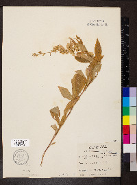 Solidago buckleyi image