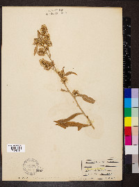 Solidago buckleyi image