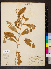 Solidago buckleyi image