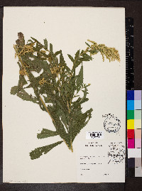 Solidago canadensis var. hargeri image