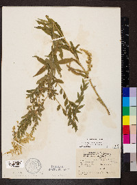 Solidago canadensis var. hargeri image