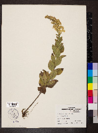 Solidago drummondii image