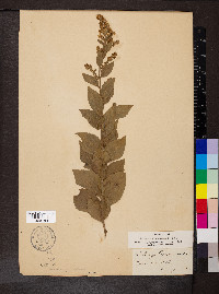 Solidago drummondii image