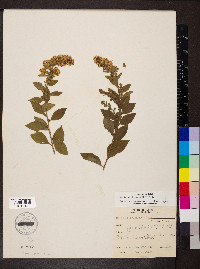 Solidago drummondii image