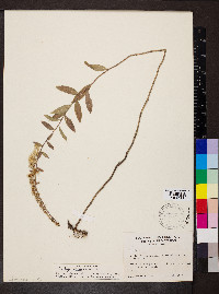 Solidago drummondii image