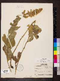 Solidago drummondii image