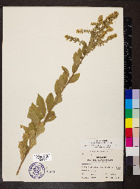 Solidago drummondii image