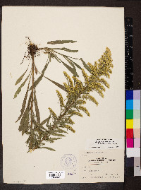 Solidago nemoralis subsp. decemflora image