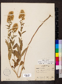 Solidago petiolaris var. petiolaris image