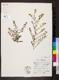 Solidago ptarmicoides image