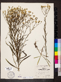 Solidago ptarmicoides image