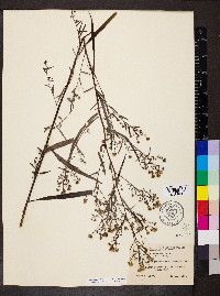 Solidago ptarmicoides image