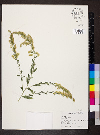 Solidago radula image