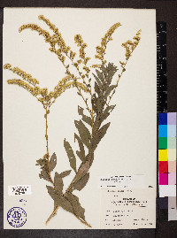 Solidago radula image