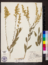 Solidago radula image