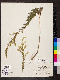 Solidago radula image