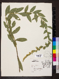 Solidago radula image