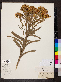 Solidago riddellii image