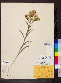 Solidago riddellii image