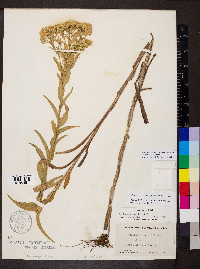 Solidago riddellii image