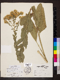 Solidago rigida image