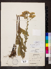 Solidago rigida image