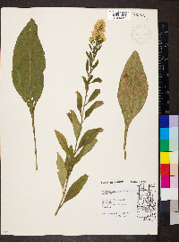 Solidago speciosa image