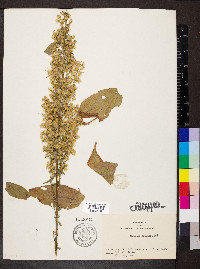 Solidago speciosa image