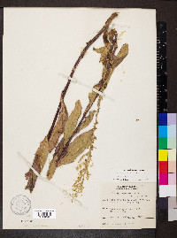 Solidago speciosa image
