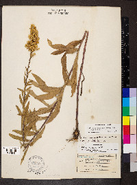 Solidago rigidiuscula image