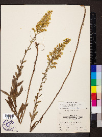 Solidago speciosa image