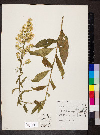 Solidago speciosa image