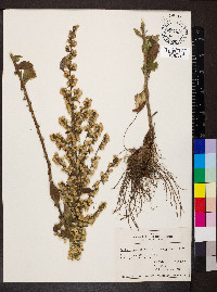 Solidago hispida image