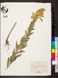 Solidago canadensis var. scabra image