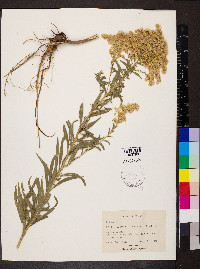 Solidago canadensis var. scabra image
