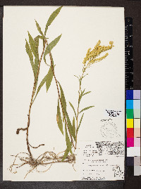 Solidago missouriensis var. missouriensis image