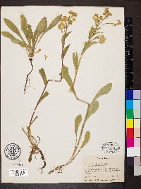 Solidago multiradiata image