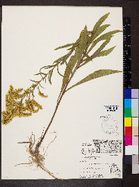 Solidago nemoralis var. nemoralis image