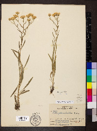 Solidago ptarmicoides image