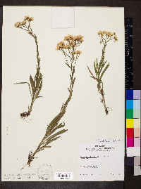 Solidago ptarmicoides image