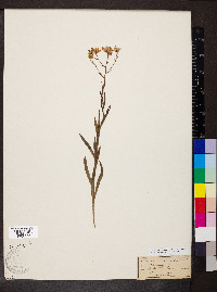 Solidago ptarmicoides image